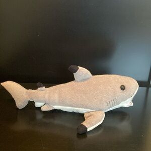 Black Tip Reef Shark